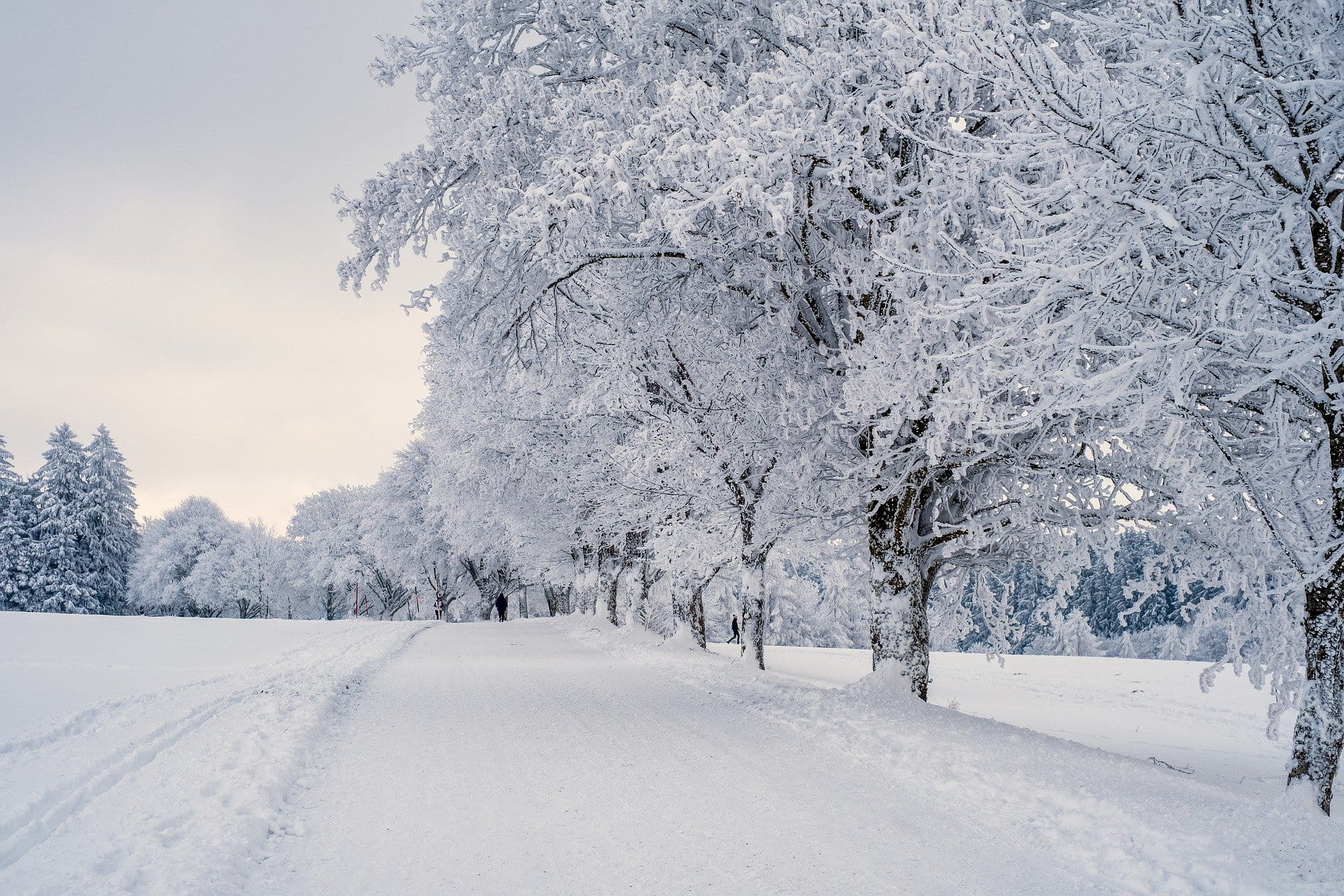 A snowy road and trees after a snow storm.