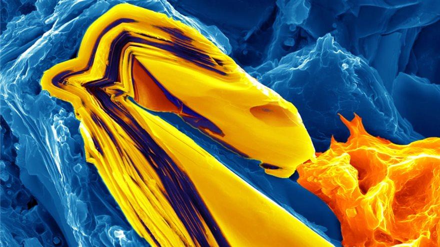 nano dragon